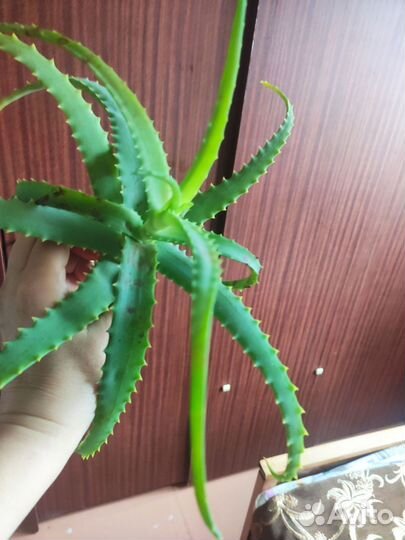 Алоэ лечебный