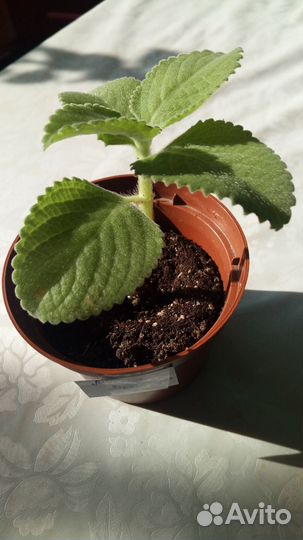 Мята-мохито