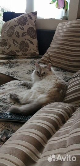 Передержка животных, догситтер, зооняня