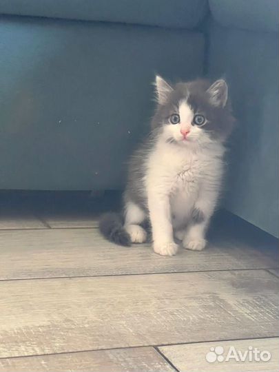 Котик котенок