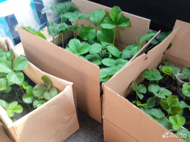 Слонёнок Виктория Купчиха пионы саженцы