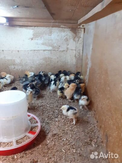 Цыплята суточные брама