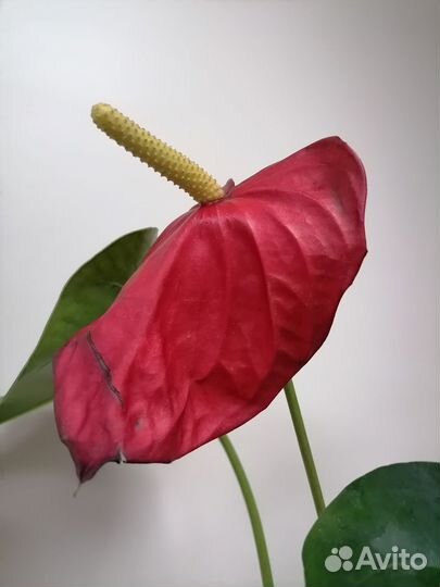 Антуриум красный сортовой монтана