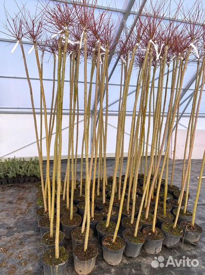 Ива Хакура Нишики штамб 100-200 см