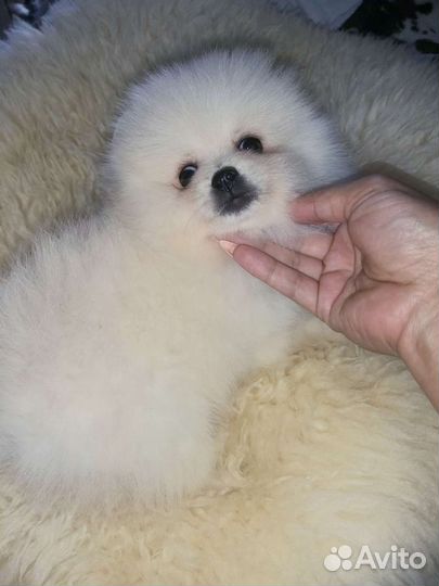 Белоснежка девочка померанского шпица