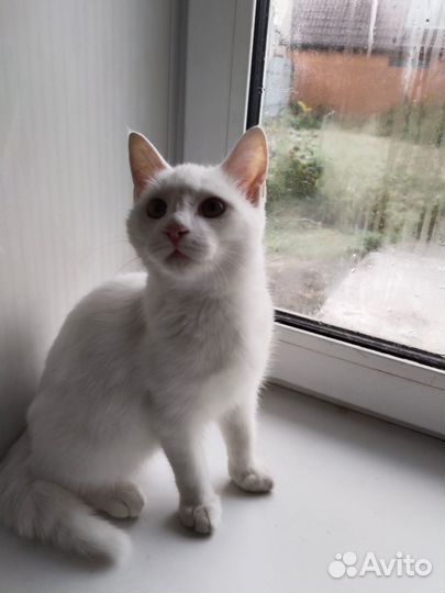 Котенок