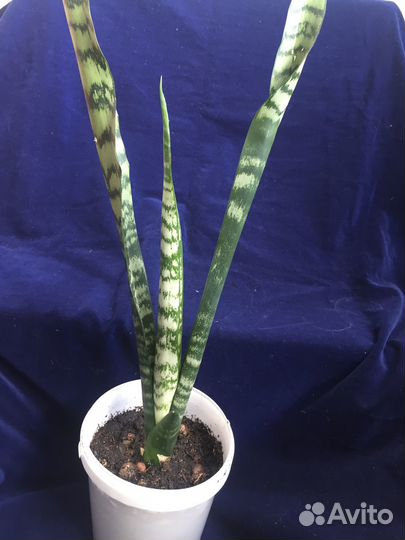 Растение Сансевьера