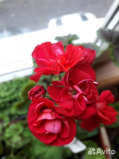 Пеларгония герань махровая