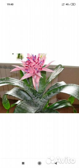 Комнатные растения. Эхмея. Монстера, драцена