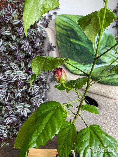 Гибискус китайская роза