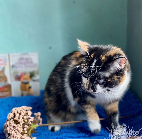 Софа в добрые ручки