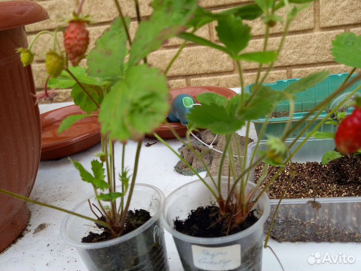 Растения для сада