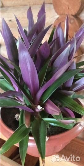 Традесканция рэо