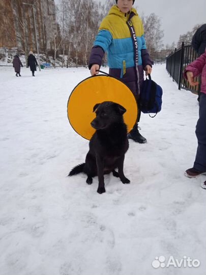 Очень хороший мальчик ищет дом