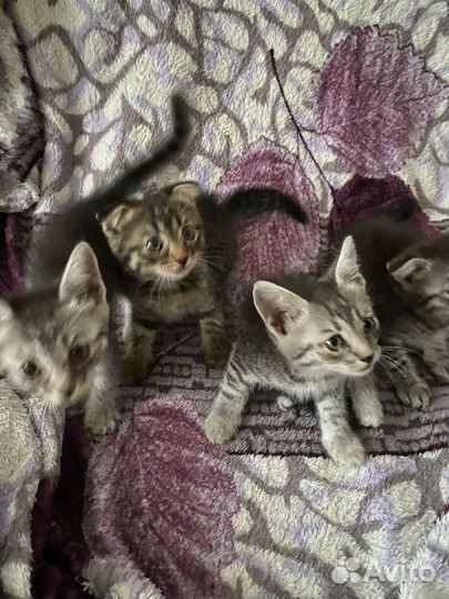 Котята в добрые руки бесплатно