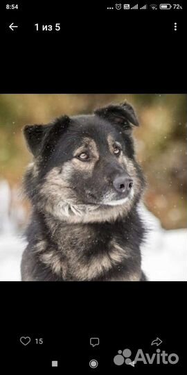 Собака в дар