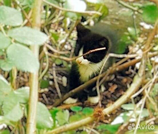 Котятам грозит гибель