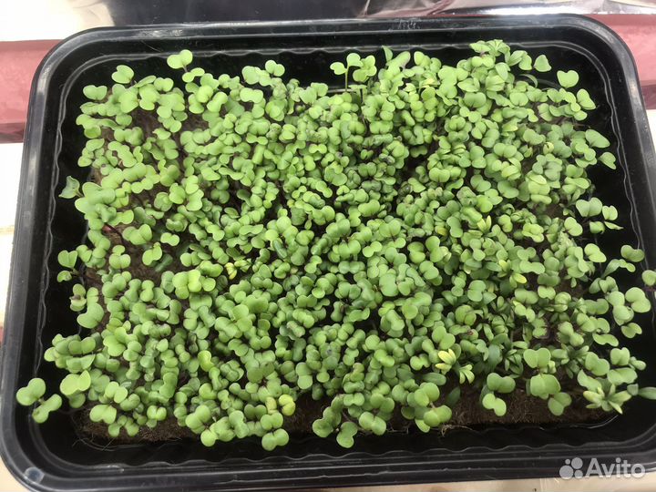 Микрозелень различных культур