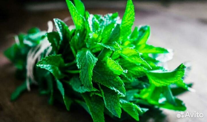 Мята перечная