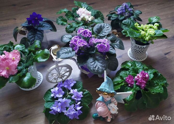 Цветущие фиалки