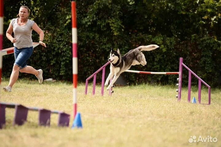 Дрессировка собак кинолог
