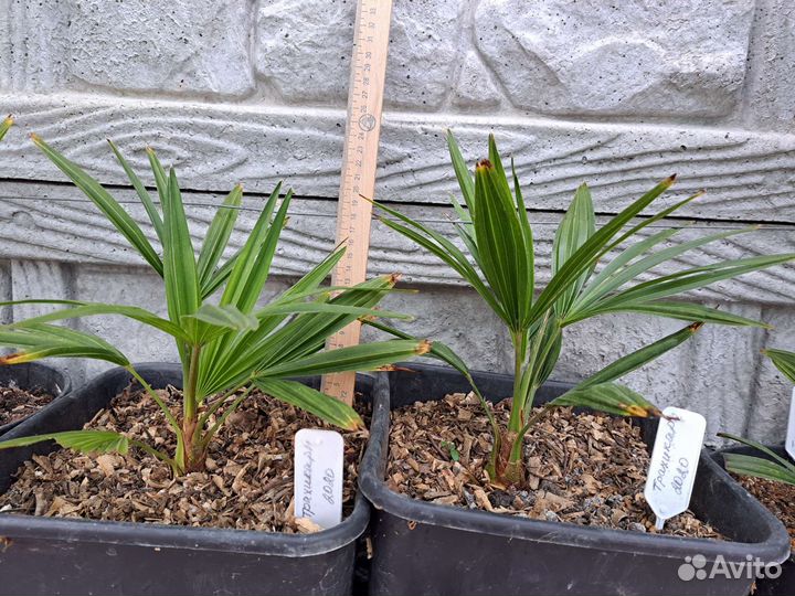 Трахикарпус пальма