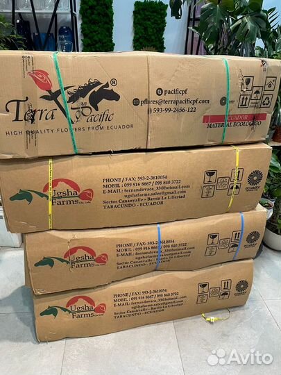 Розы оптом, Розы цветы Доставка