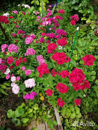 Турецкая гвоздика семена