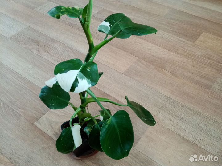Филодендрон вайт wizard