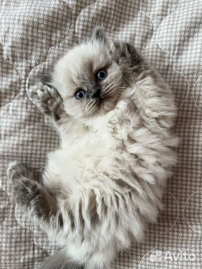 Шотландские котята