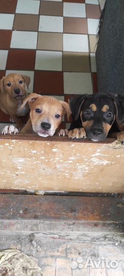 Щенки питбуля