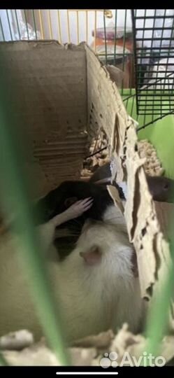 Крыски 2 мальчика 1 девочка