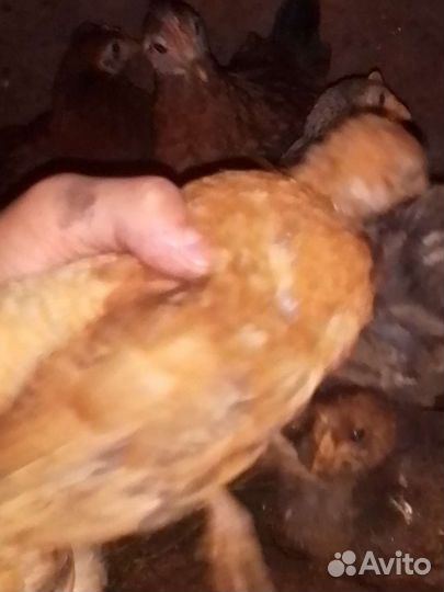 Цыплята кур несушек