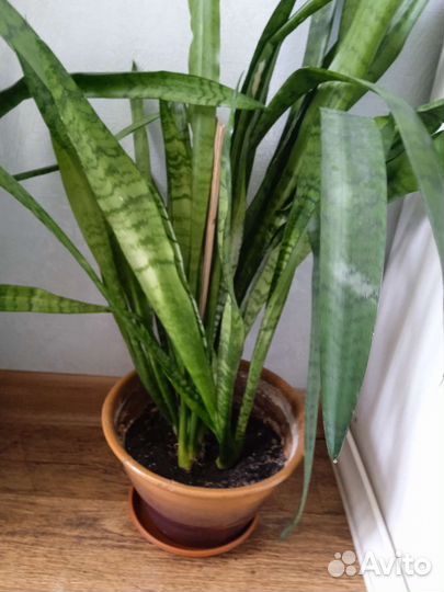 Сансевиерия