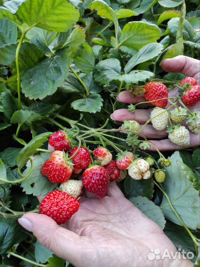 Для туризма