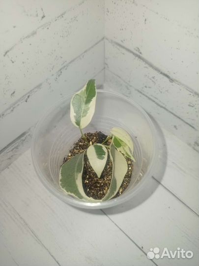 Фикусенок - малыш Твилайт