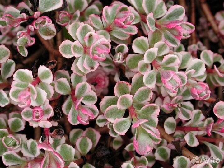 Почвопокровные многолетники флоксы гвоздика и др