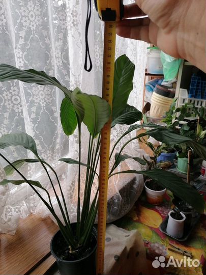 Продам цветы комнатные