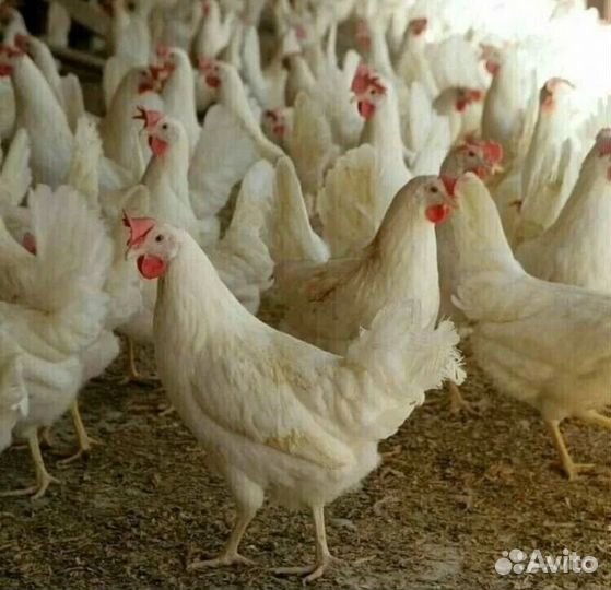 Куры несушки молодка