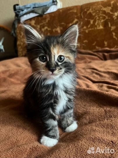 Курильский бобтейл