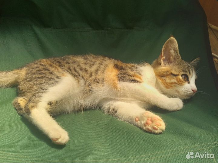 Мейн-кун котёнок