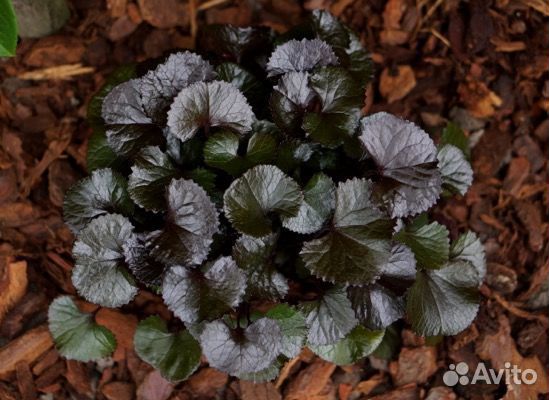 Садовые растения