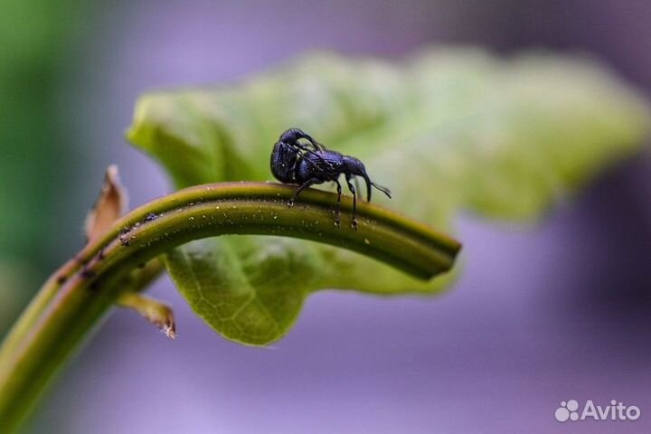 JSR Close UP +10 (62 мм) Макролинза на объектив