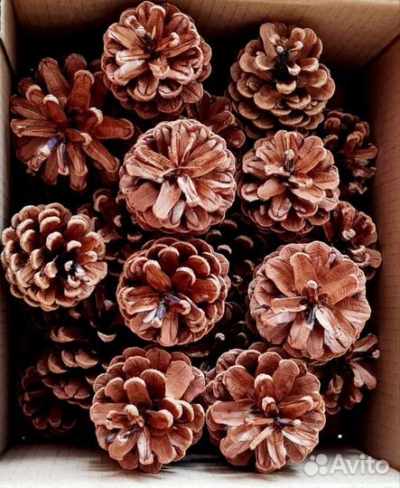 Шишки крымской сосны