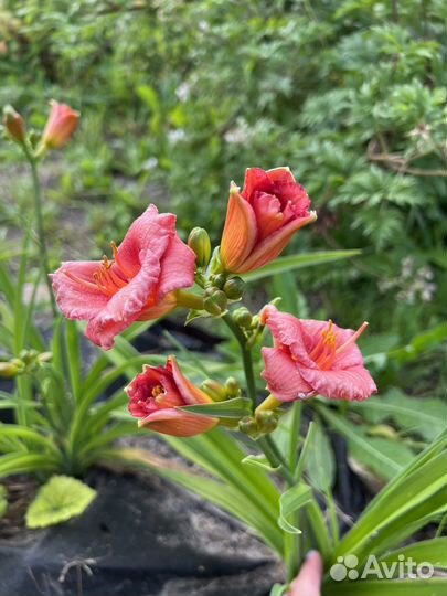 Садовые цветы и растения Тверь