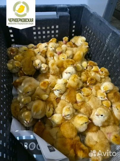Суточные цыплята цветного бройлера