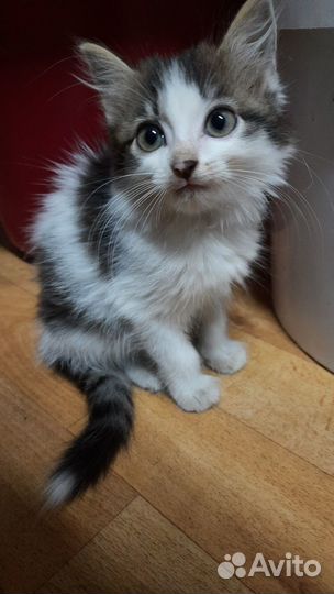 Кошка в дар