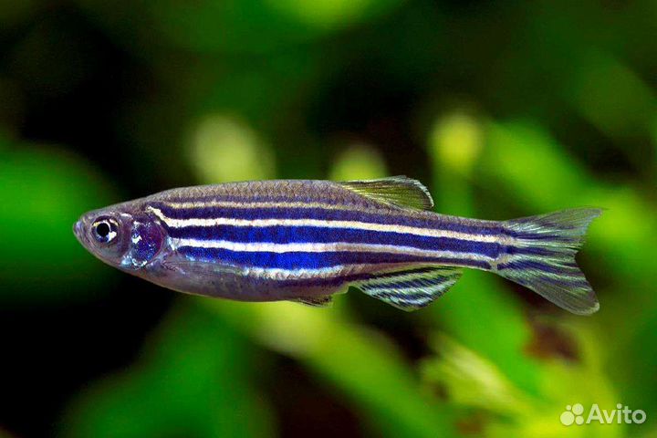 Аквариумные рыбки