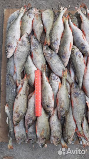 Рыба (окунь)