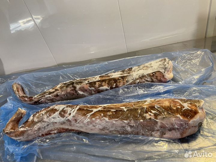 Конгрио Креветочная рыба Икра морепродукты